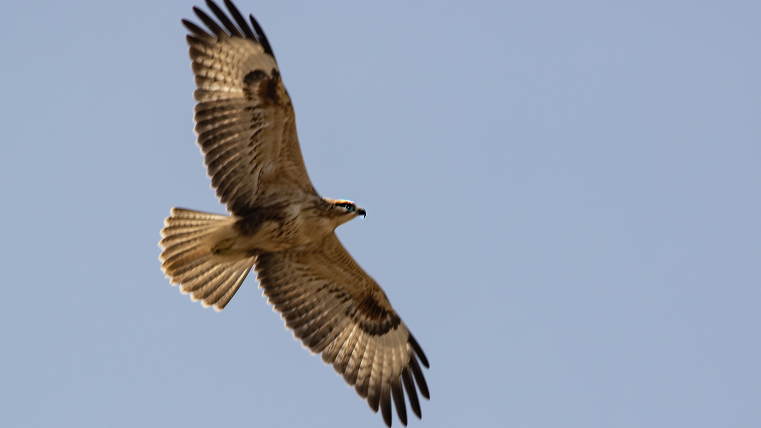 Long-legged Buzzard